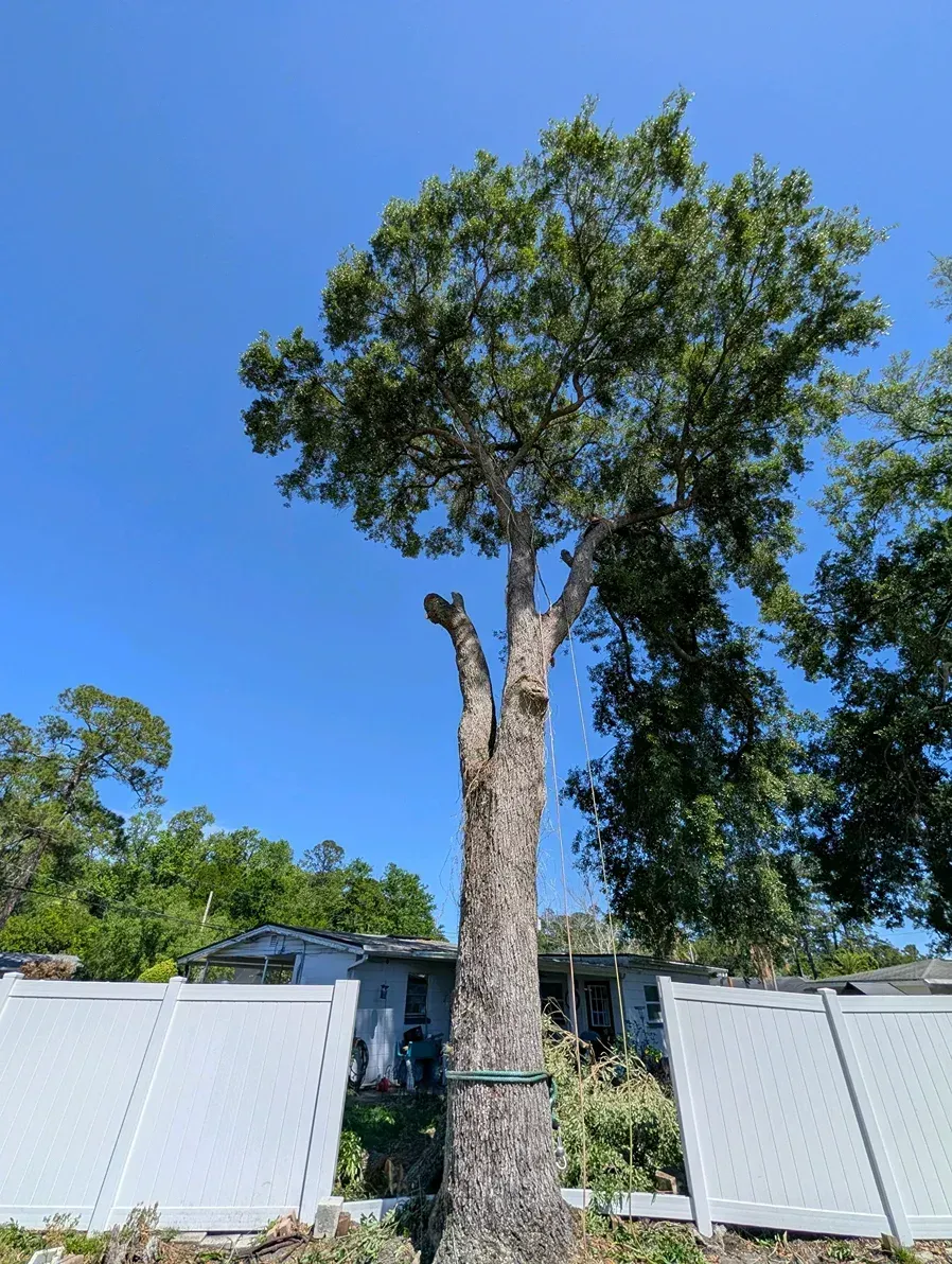 Large tree in a fenced yard under a clear blue sky