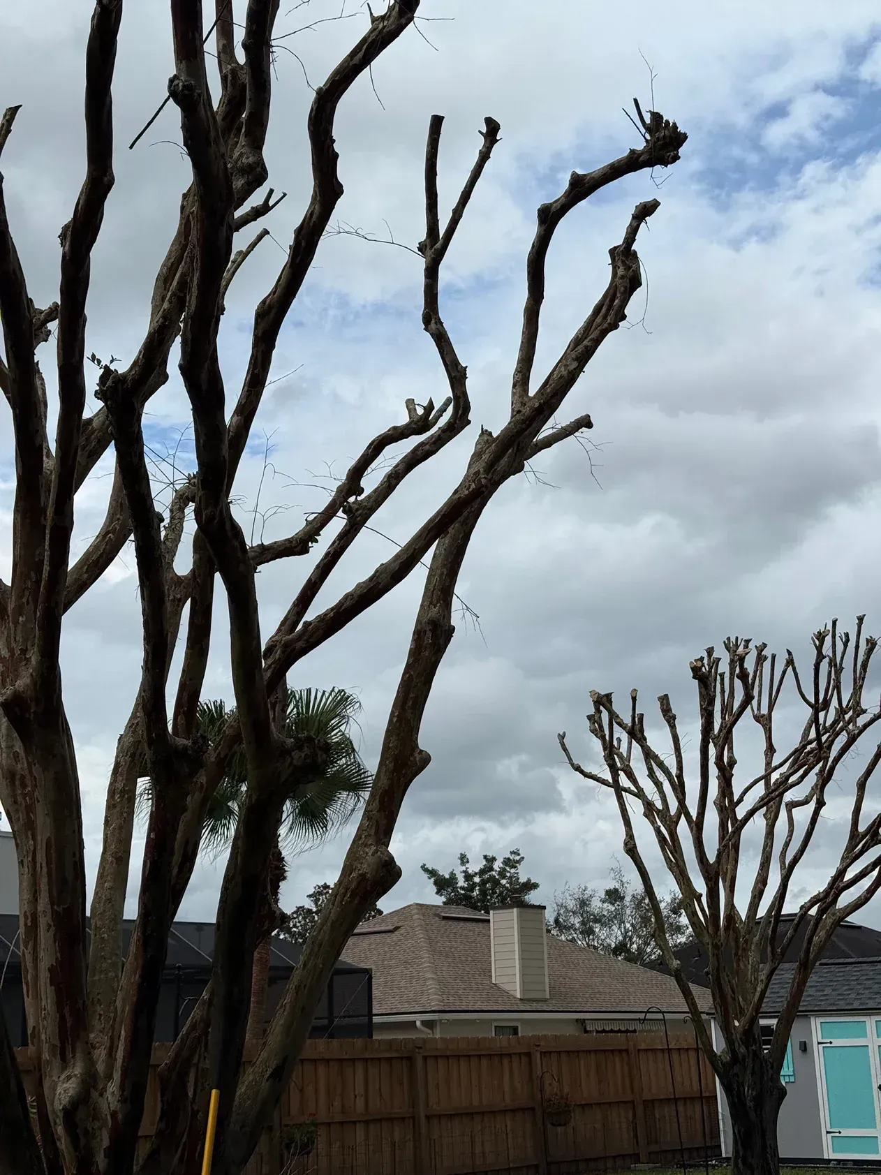 Leafless trees in a backyard under a cloudy sky, with a fence and houses in the background