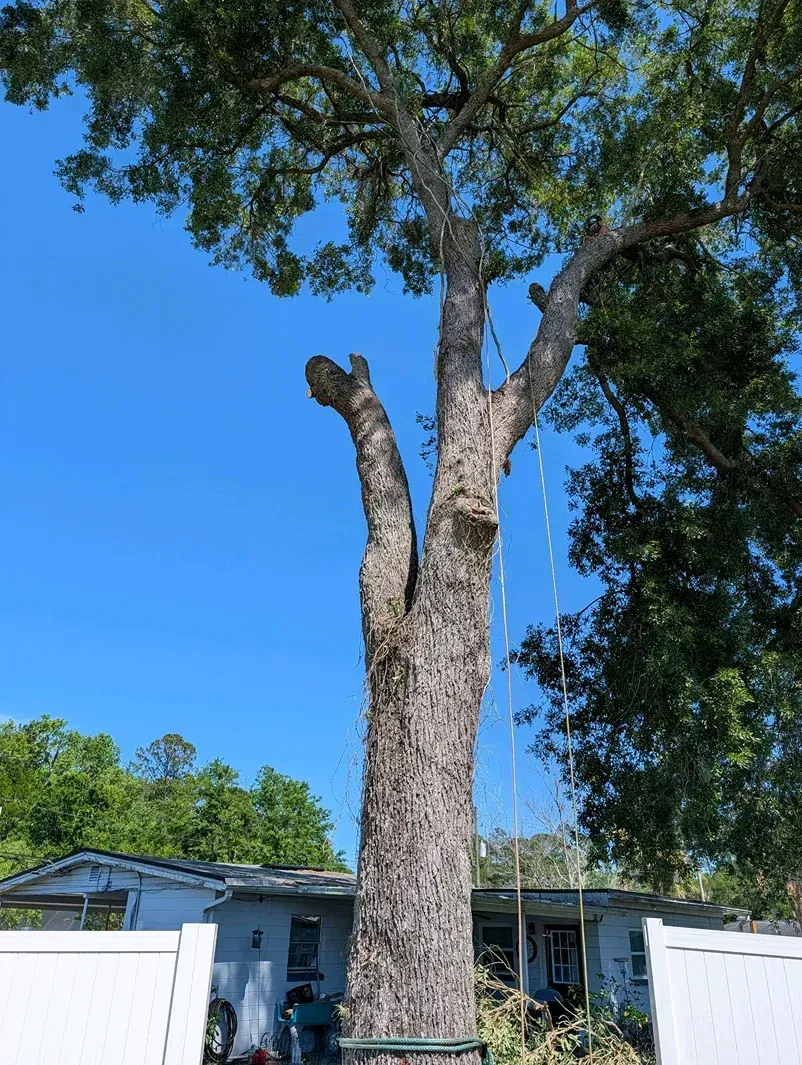 Large tree in a front yard with a house and blue sky behind it.