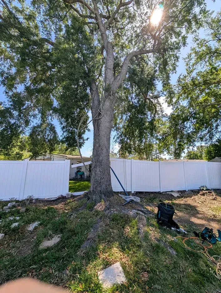 Large tree in a sunny yard with a white fence and scattered debris on the grass.