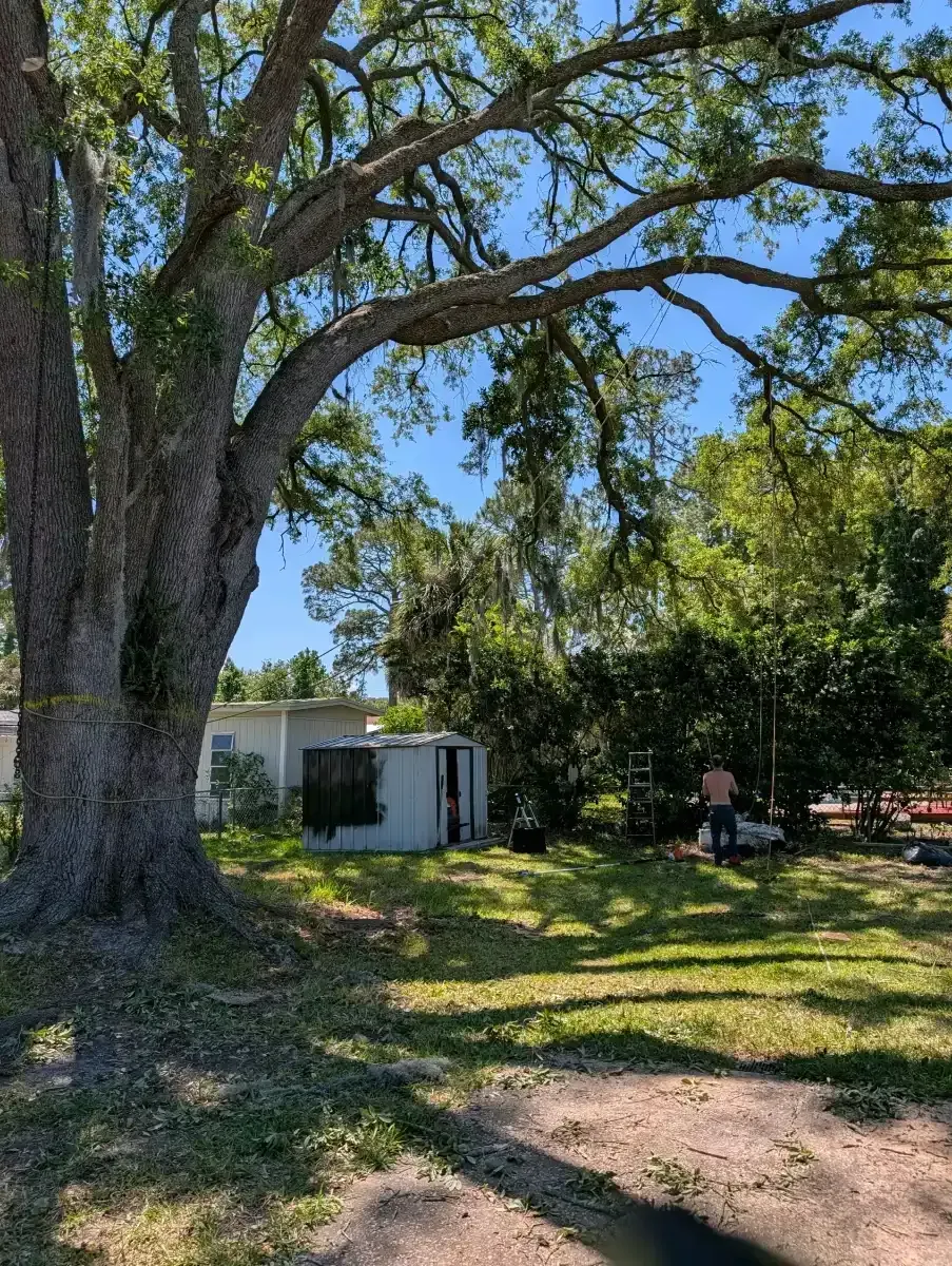Large oak tree shading a backyard with a white shed and two people sitting in the distance