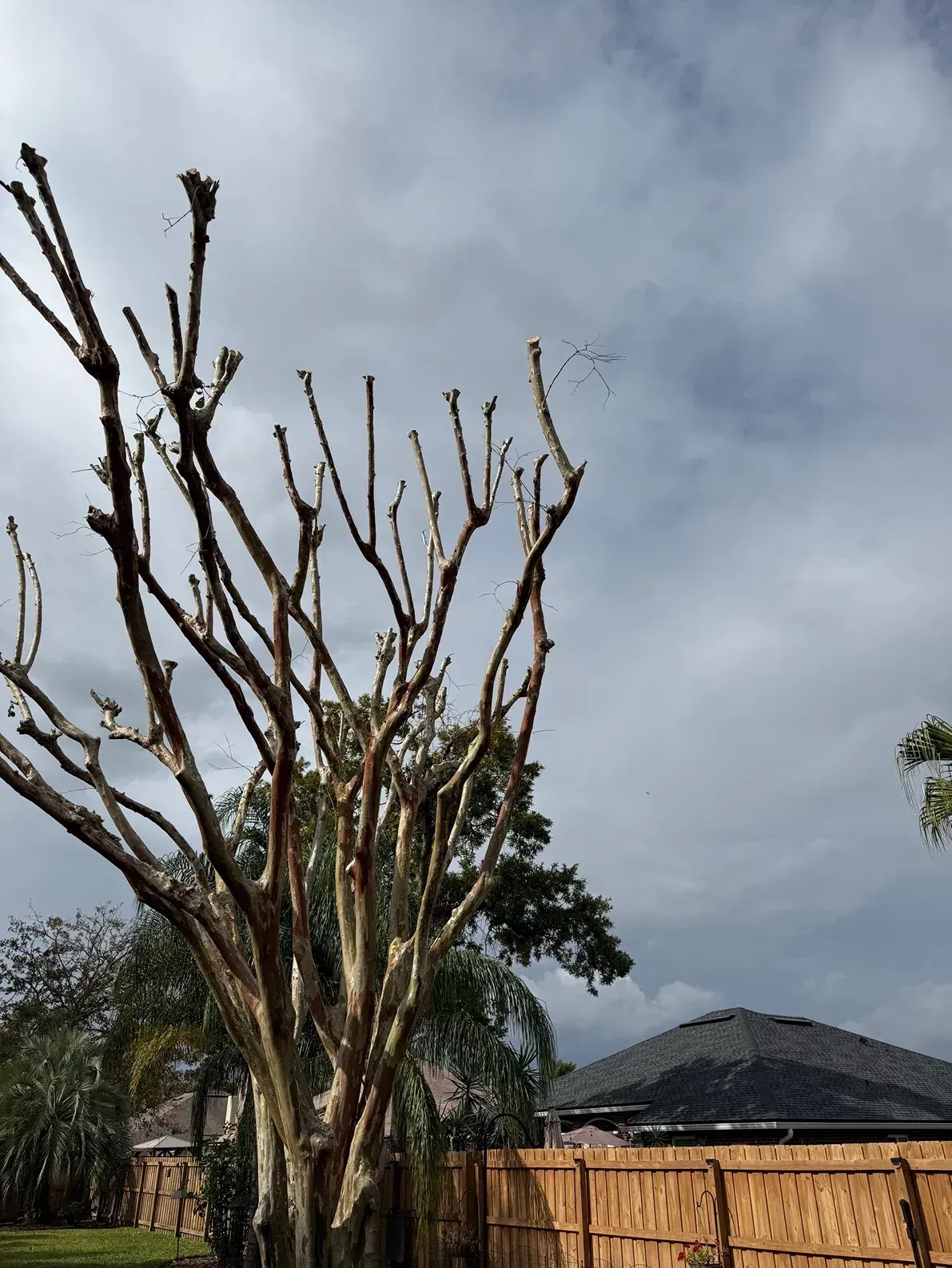 Tall pruned tree in a yard with wooden fence and cloudy sky