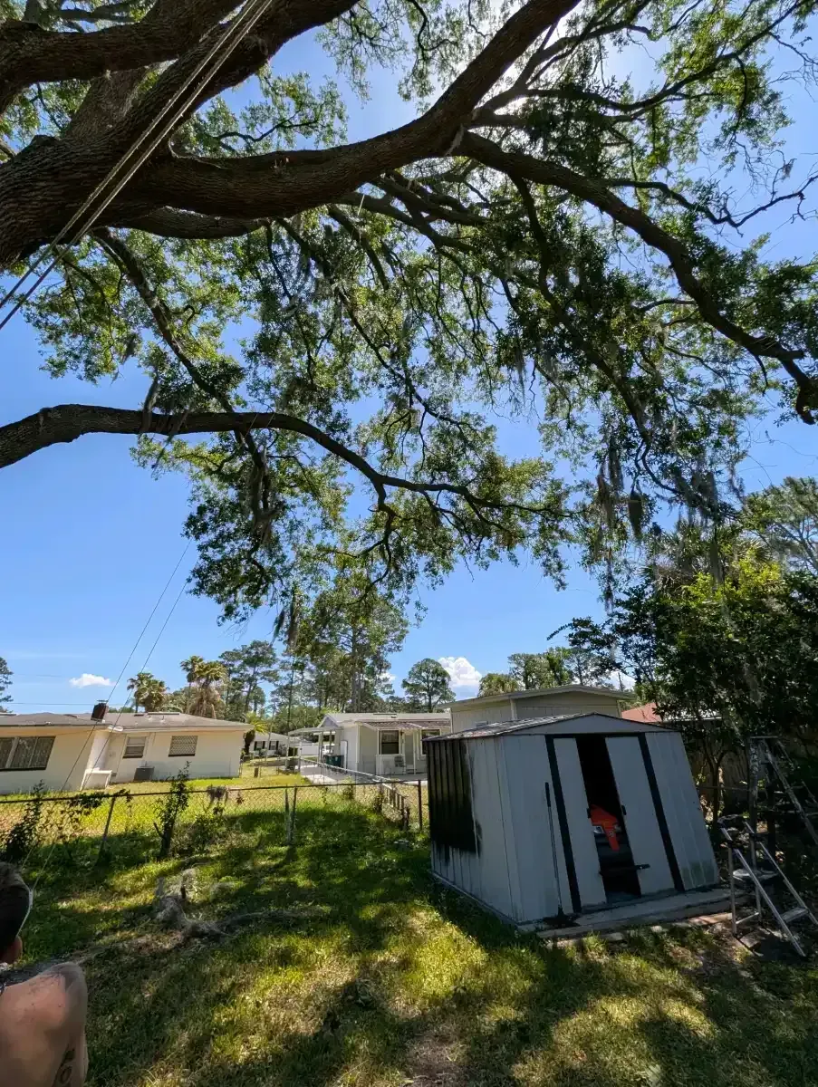 Shaded yard with large tree branches, small shed, and houses under a blue sky