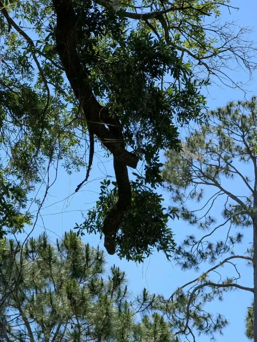 Tree branches and green leaves against a bright blue sky