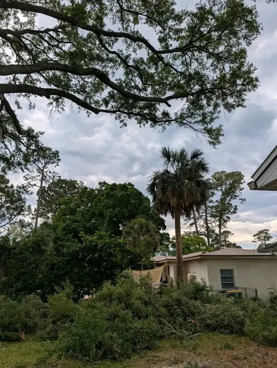 Overgrown backyard with trees and shrubs beside a house under a cloudy sky