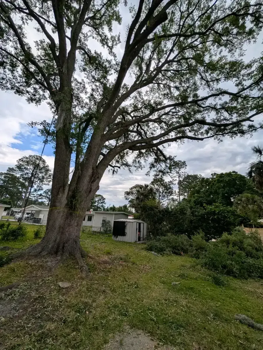 Large tree in a grassy field beside a small white shed under a cloudy sky