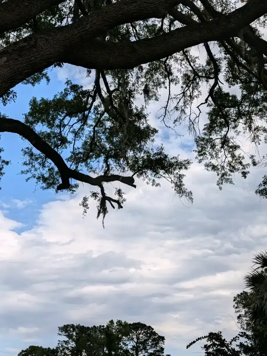 Tree branches framing a cloudy blue sky above a green landscape