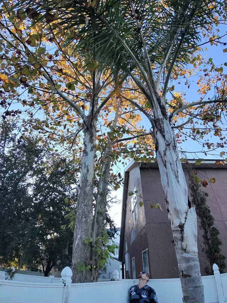 Tall palm trees beside a brown building on a sunny sidewalk with a person below.