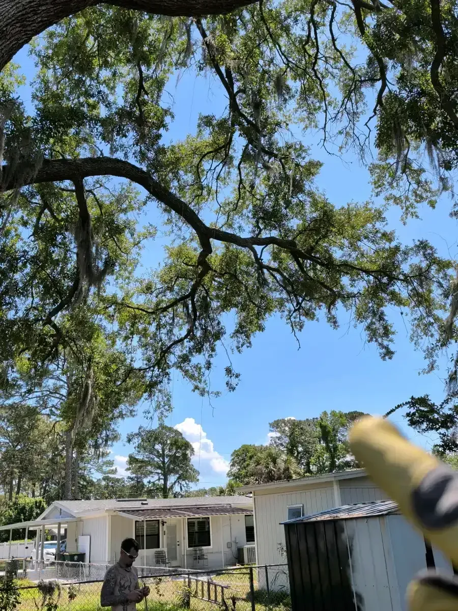 Tall tree branches over a sunny residential yard with white houses and a person standing near a fence