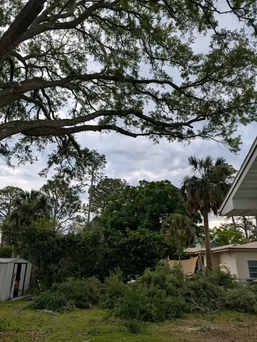Backyard with large tree branches, dense greenery, and a house roof at right under a cloudy sky