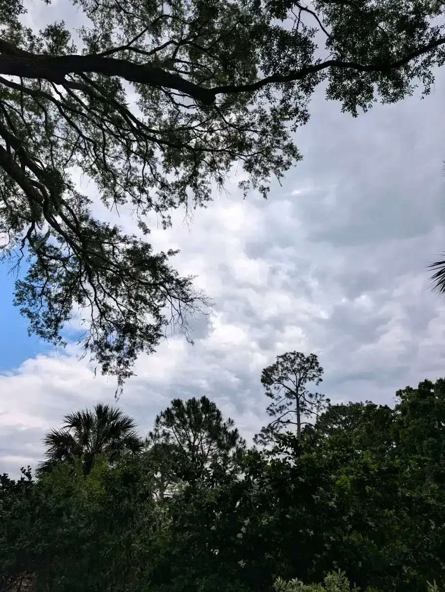 Cloudy sky framed by dark tree branches and green treetops