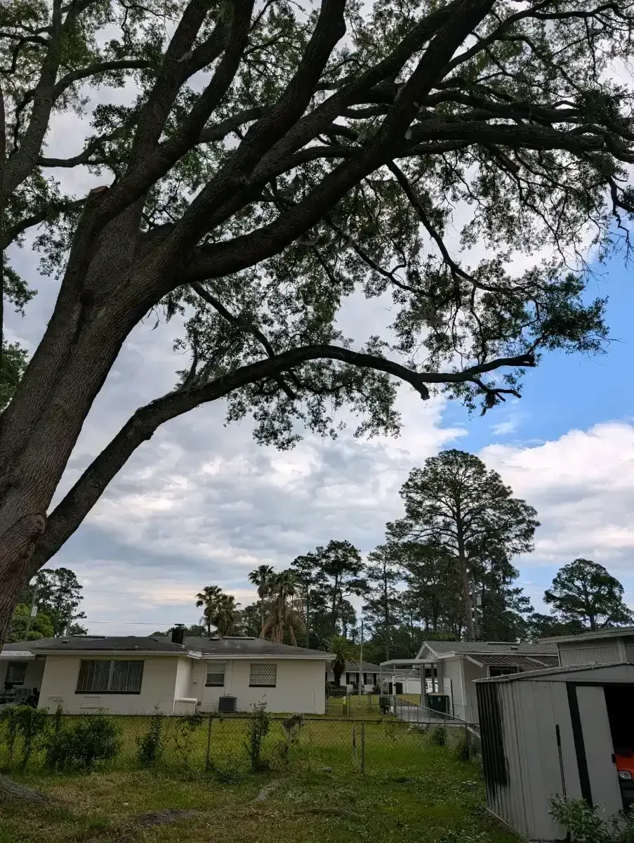 Tall tree over a small white house and yard under a cloudy sky
