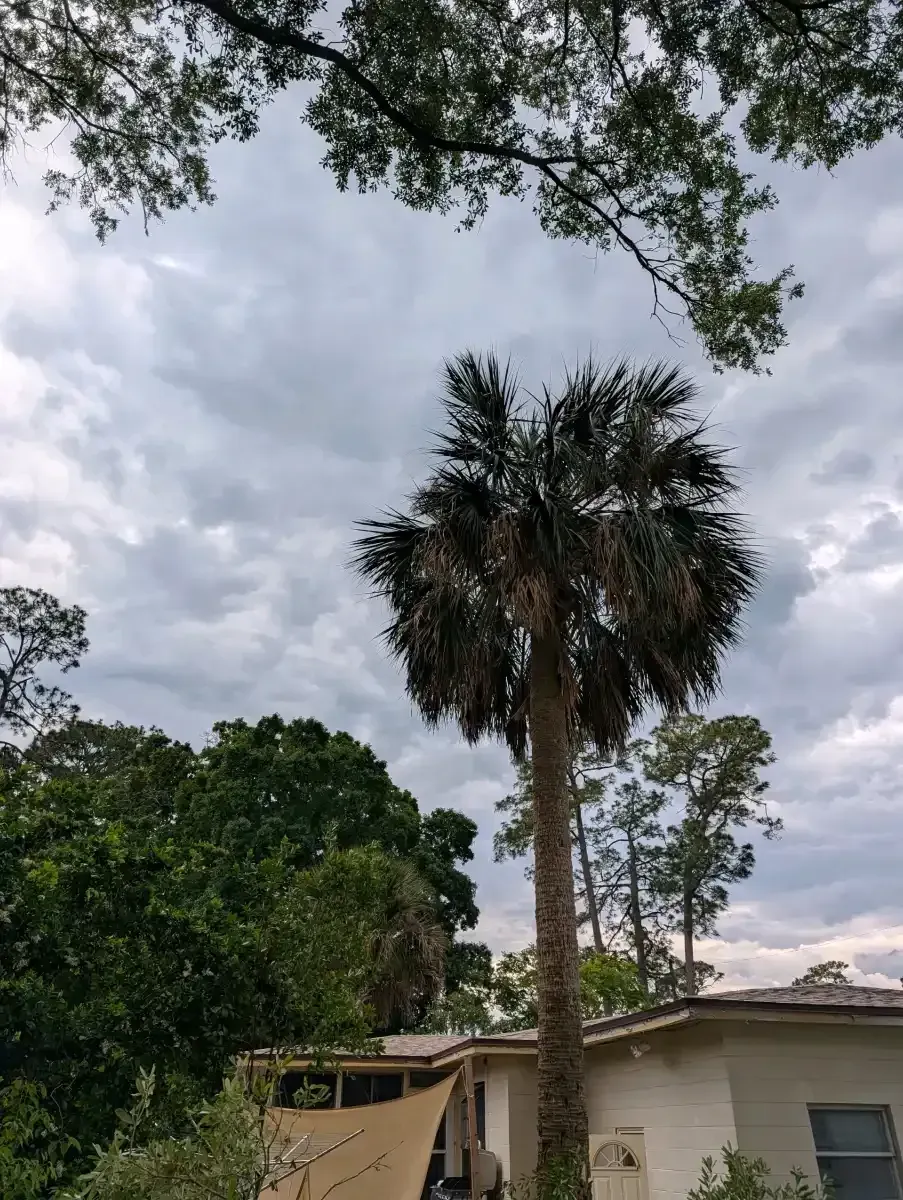 Cloudy sky over a house with tall palm trees and dense green foliage