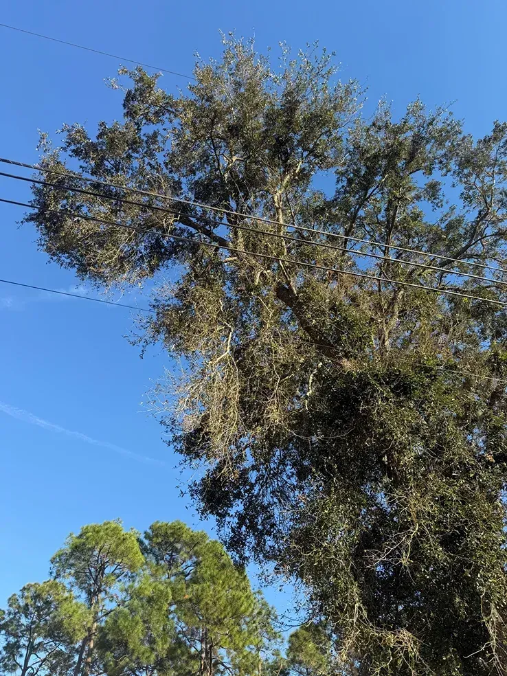 Tall leafy tree against a clear blue sky with power lines crossing overhead