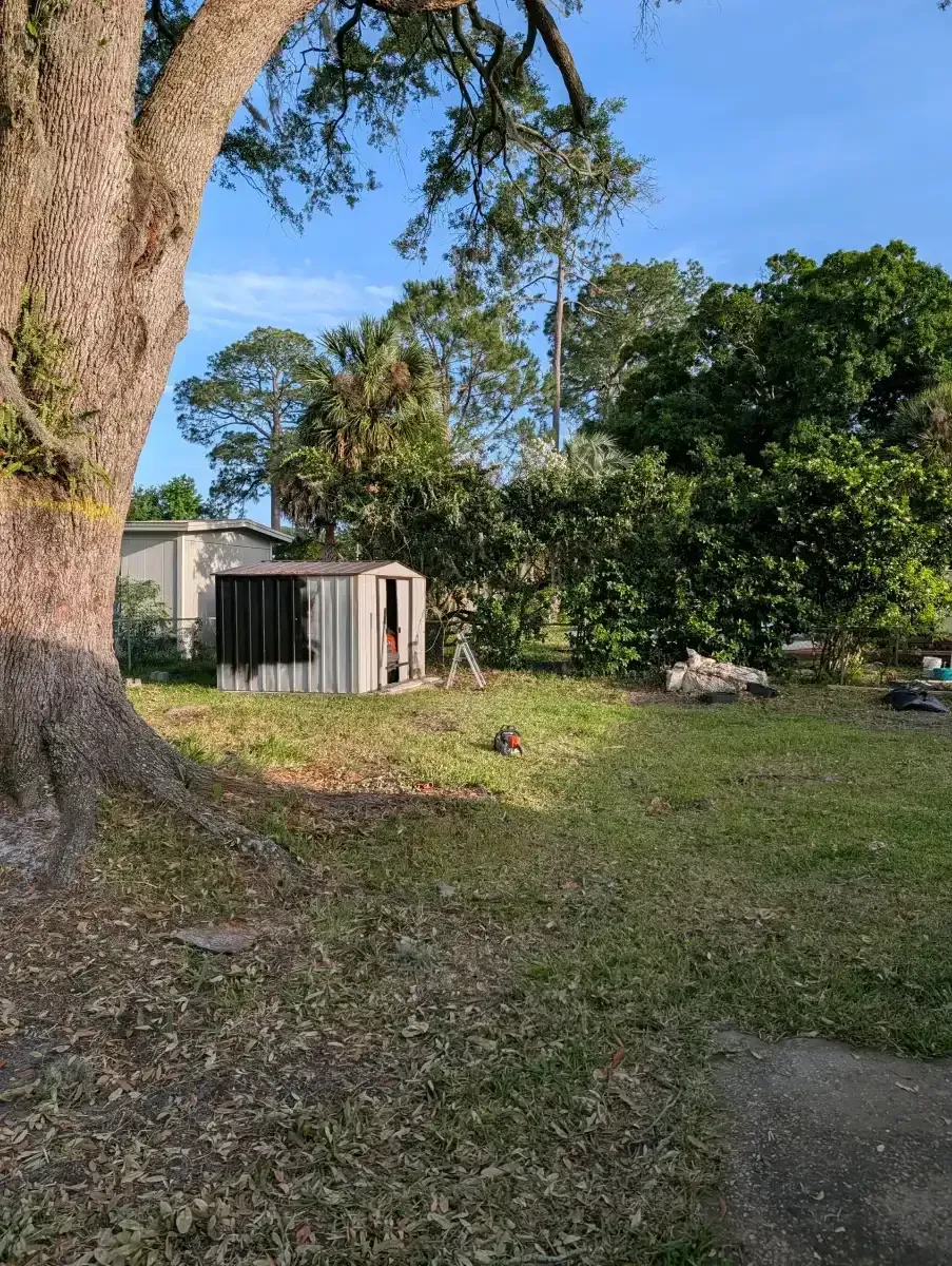Sunlit backyard with large tree, small shed, and grassy yard beside a paved path