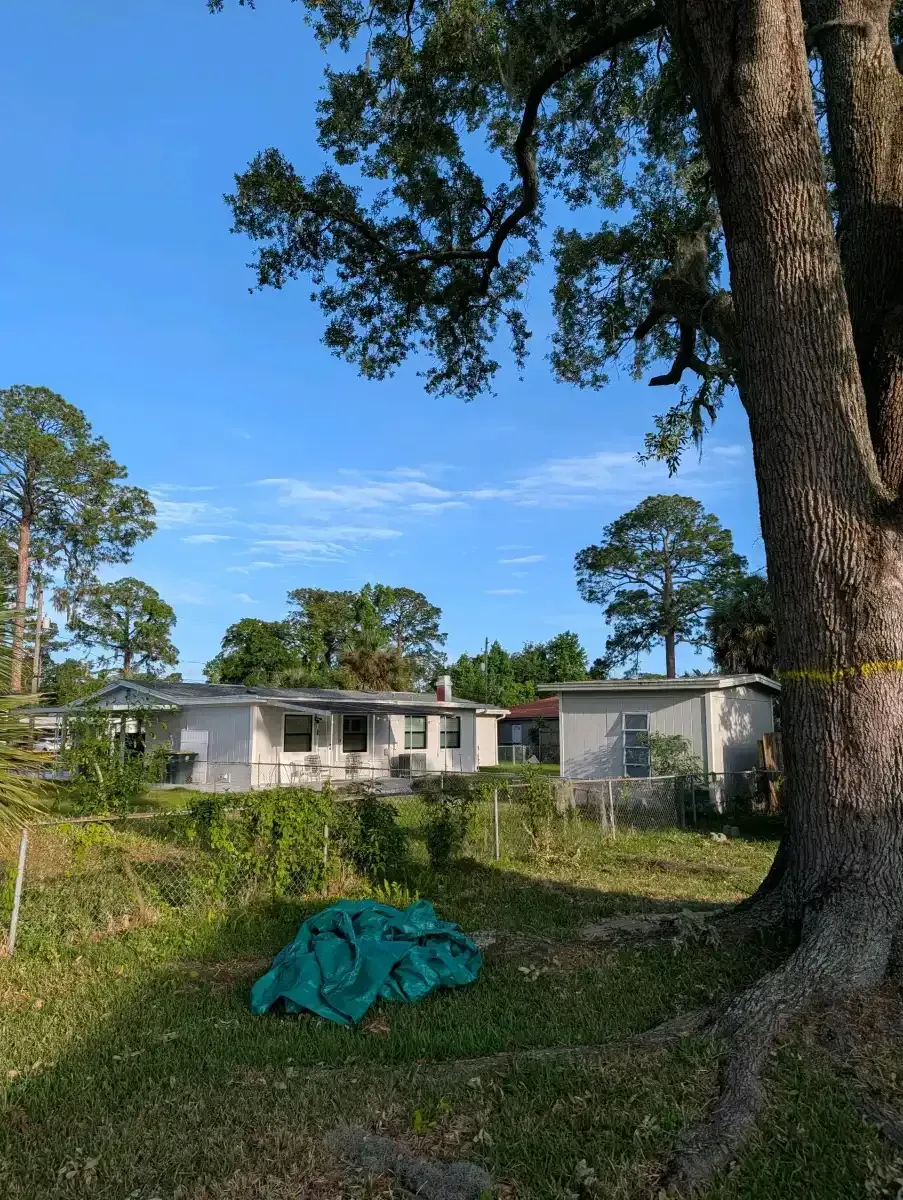 Grassy yard with a large tree, blue tarp, and a small white house under a clear blue sky