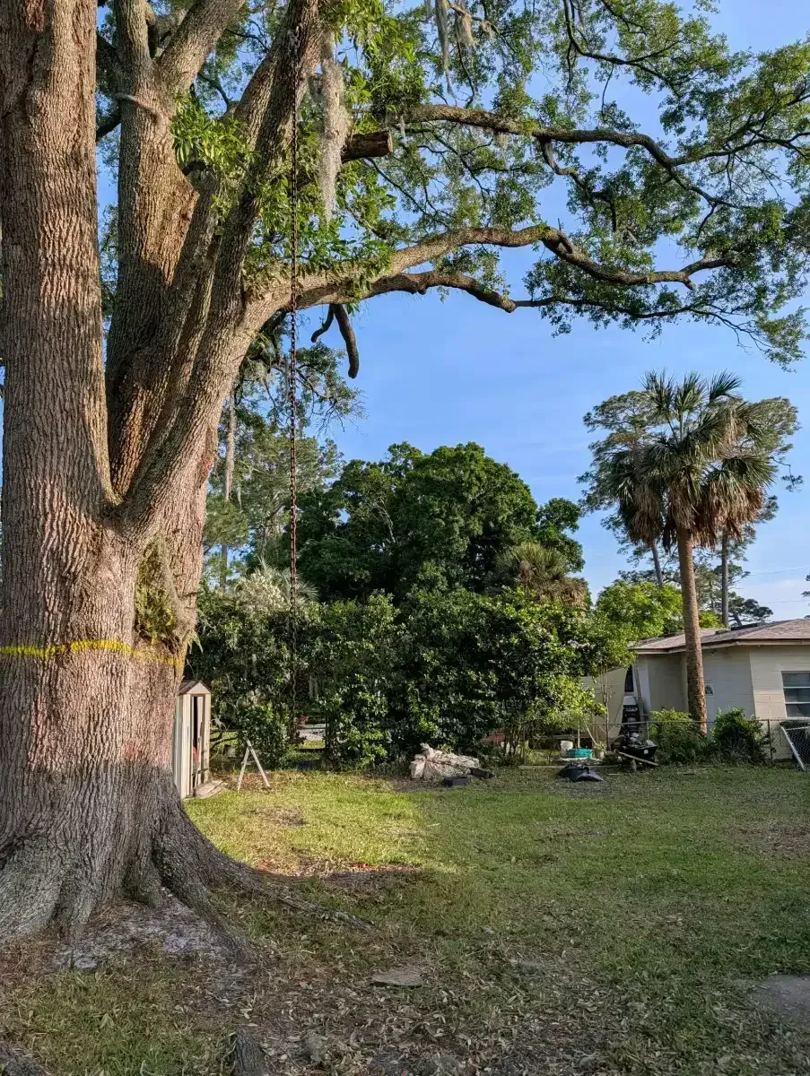 Large oak tree in a grassy yard beside a small house, with palm trees and blue sky.