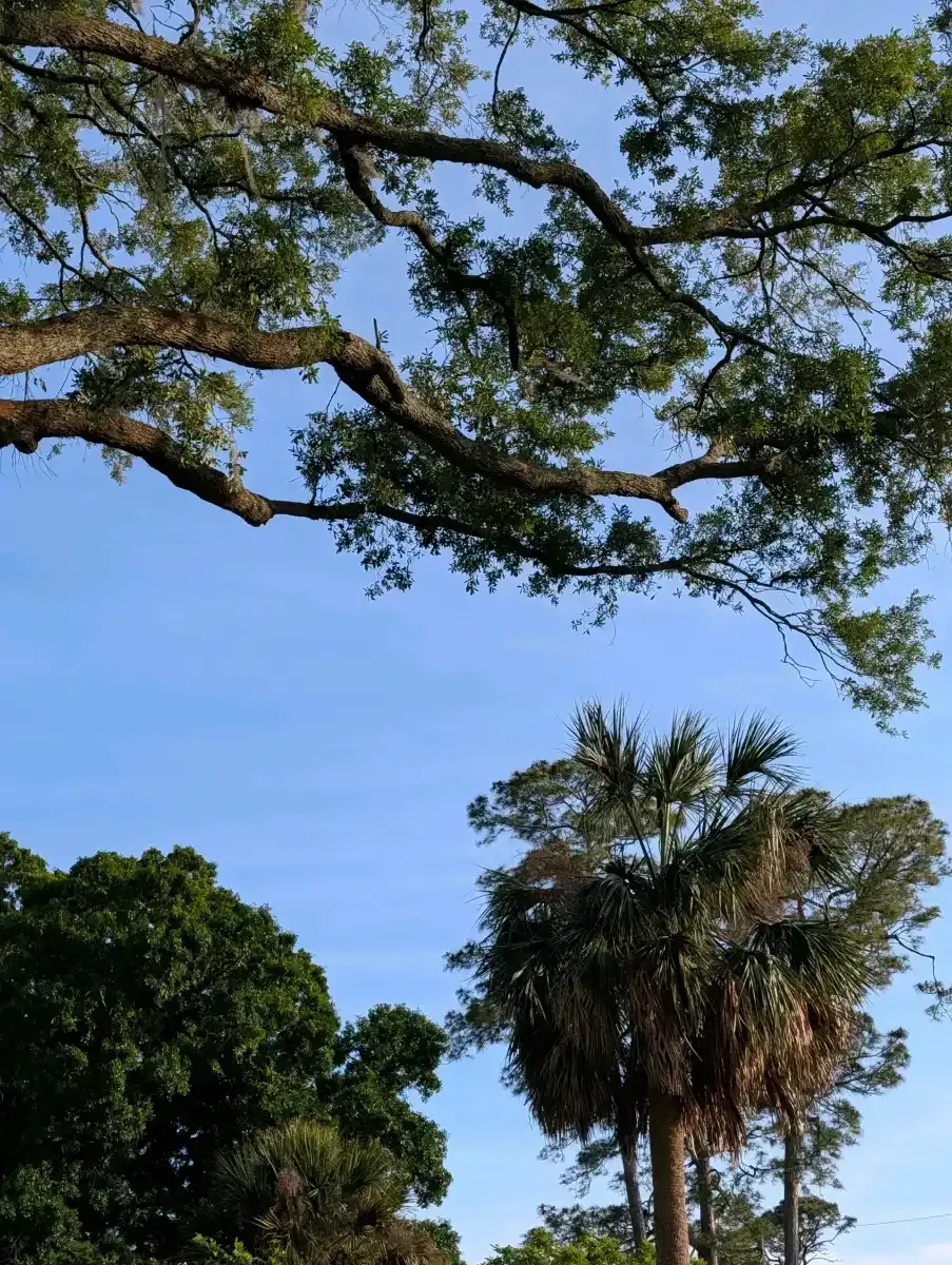 Tall palm tree and leafy branches against a clear blue sky.