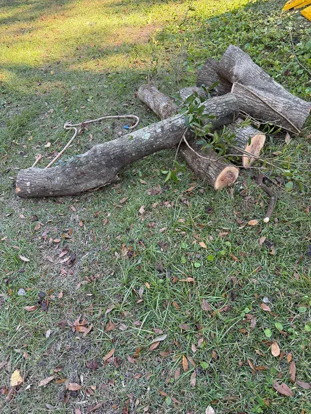 Cut logs and branches lying on grass near a yellow rake in a yard