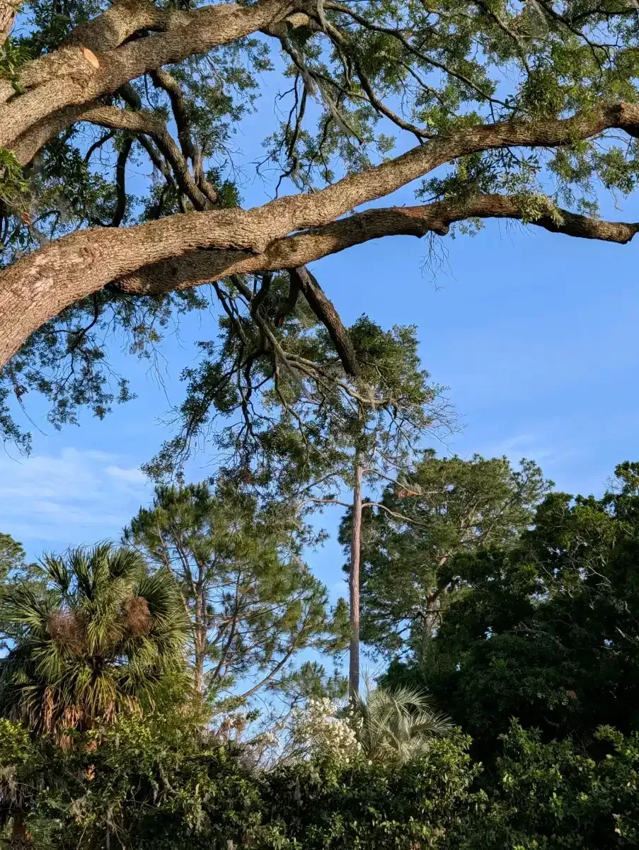 Tall tree branch with a rope swing hanging against a blue sky above greenery
