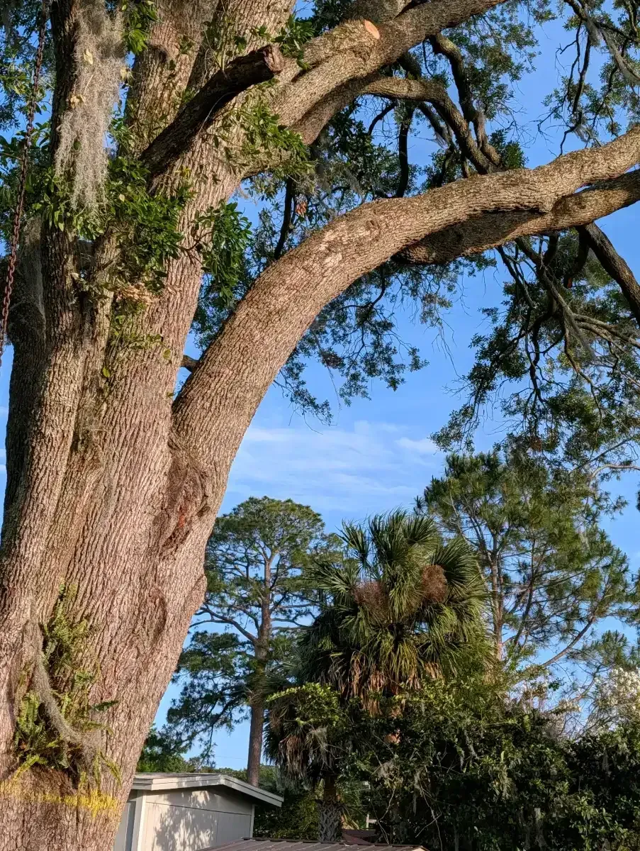 Large oak tree with thick branches and green leaves against a blue sky, with a house partly visible below.