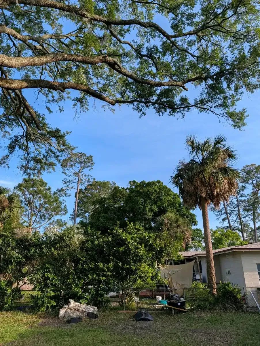 Sunny backyard with trees, a palm, and a small house under a blue sky