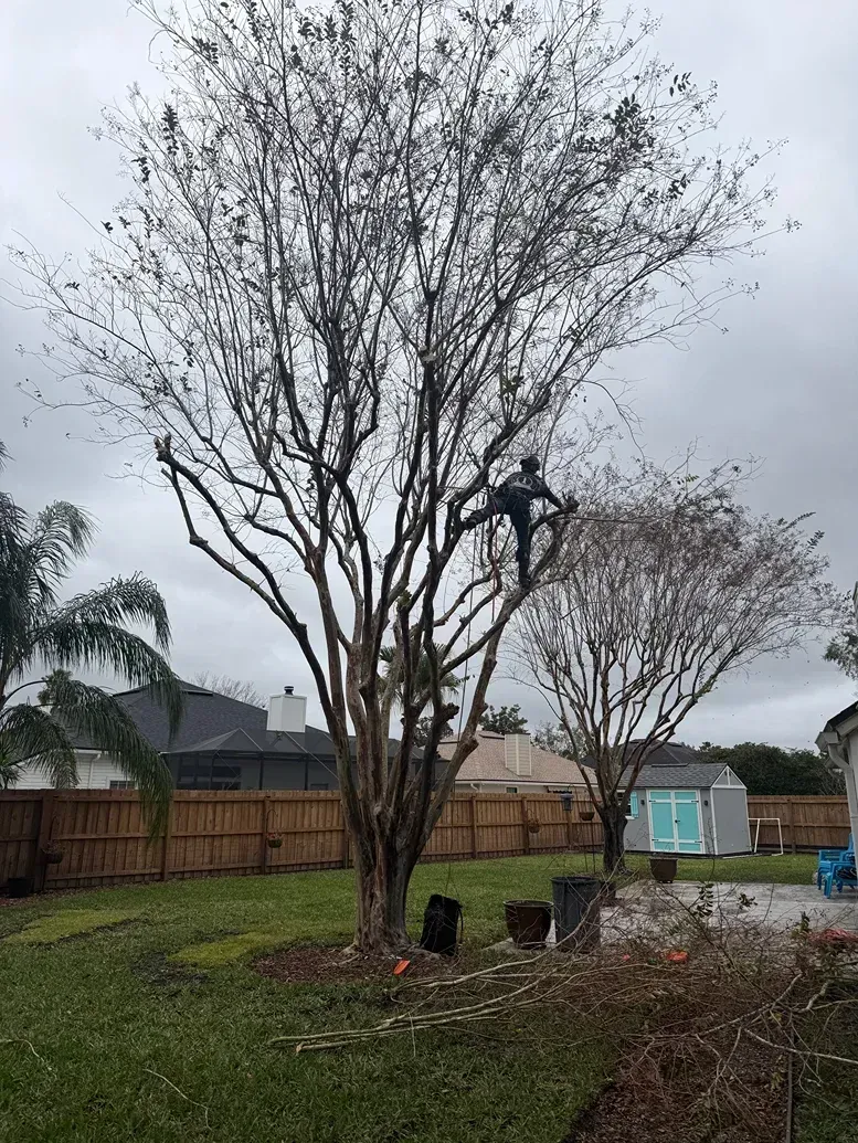Leafless backyard tree beside a wooden fence under a cloudy sky, with trash bins and a shed nearby