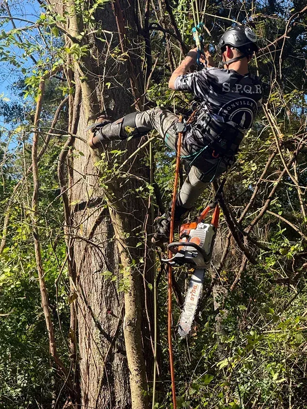 Climber in helmet and harness ascending a tree with ropes in a wooded area