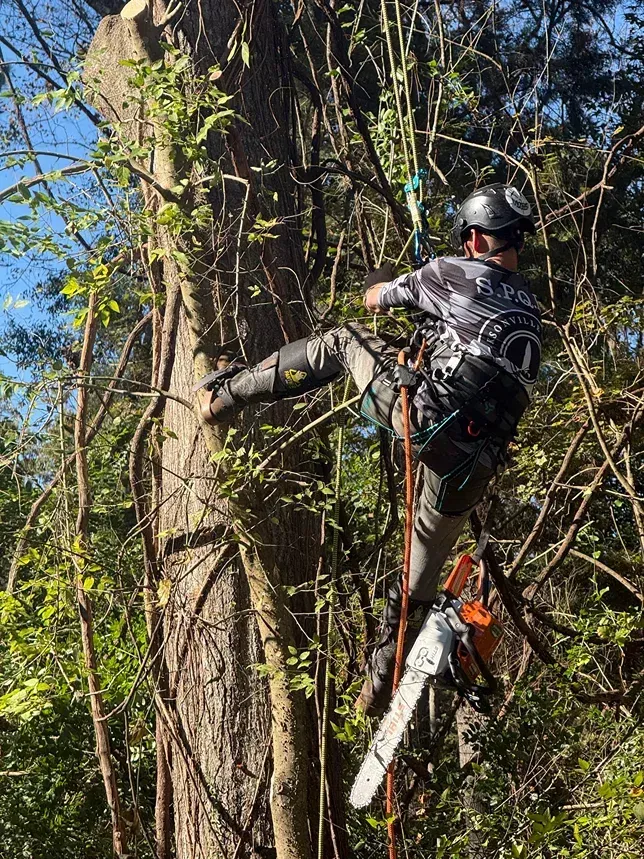 Climber in helmet and harness scaling a large tree with a chainsaw in a wooded area.