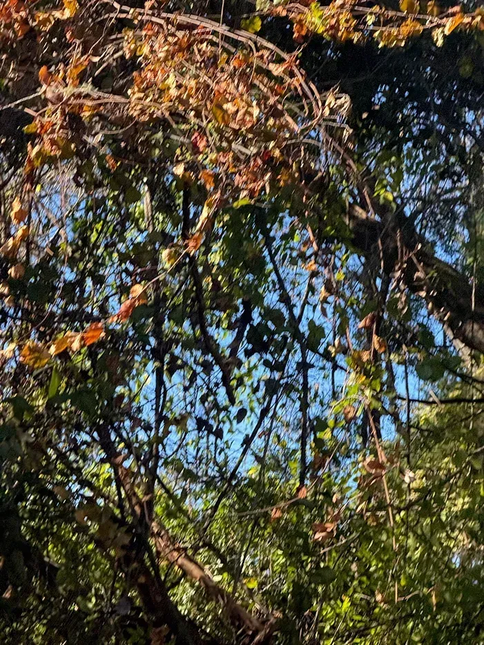 Dense tangle of autumn leaves and bare branches against a blue sky, with green foliage below