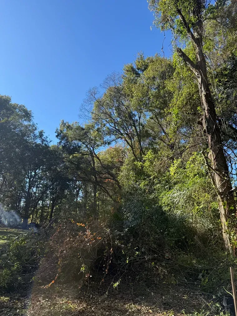 Sunlit forest canopy with tall green trees against a clear blue sky