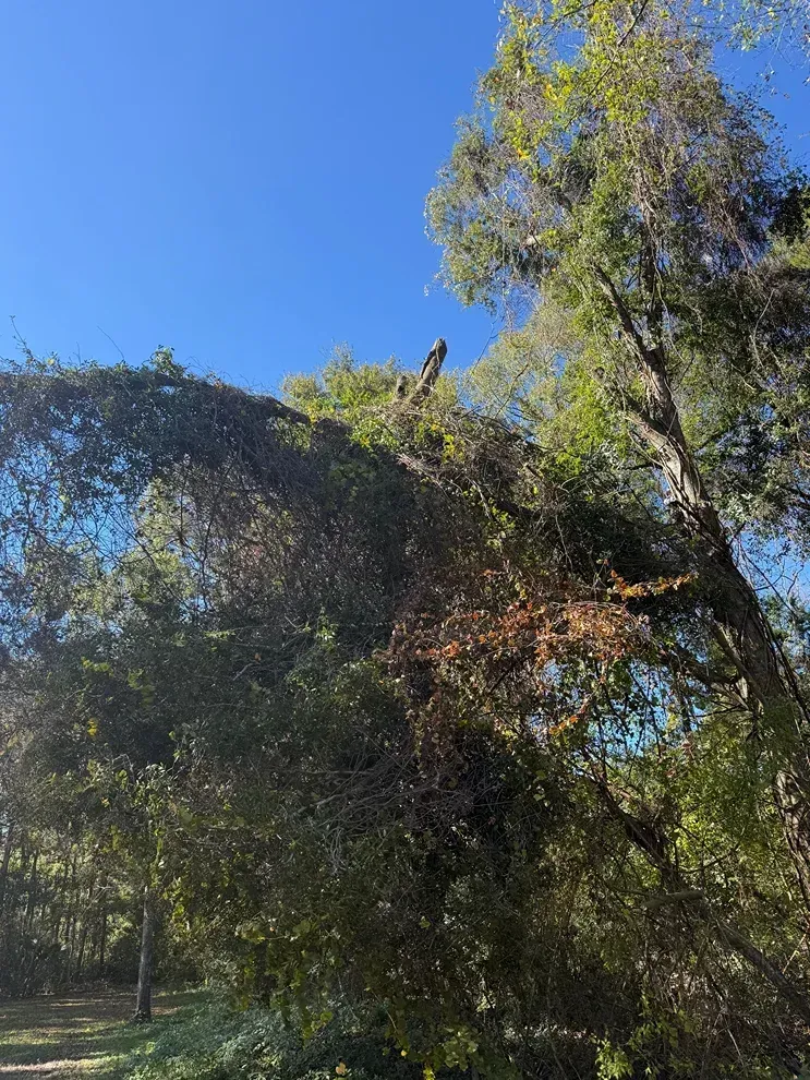 Trees and dense vines under a bright blue sky in a sunlit wooded area
