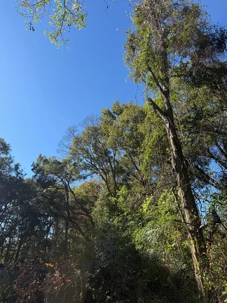 Tall trees and green foliage under a clear blue sky in a forested area