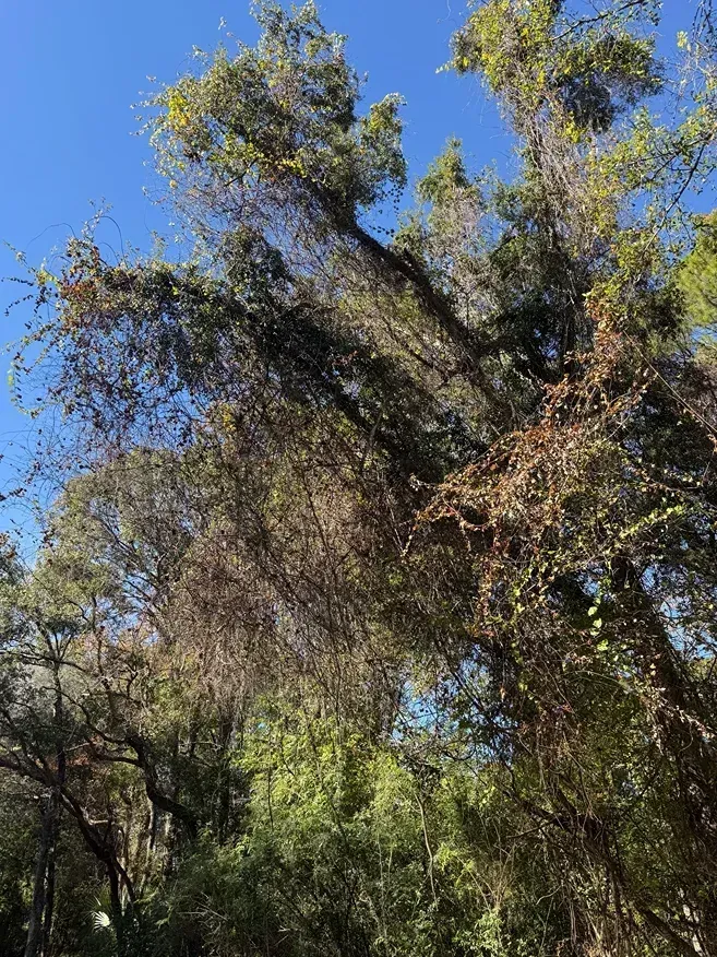 Tall leafy trees against a bright blue sky in a wooded area