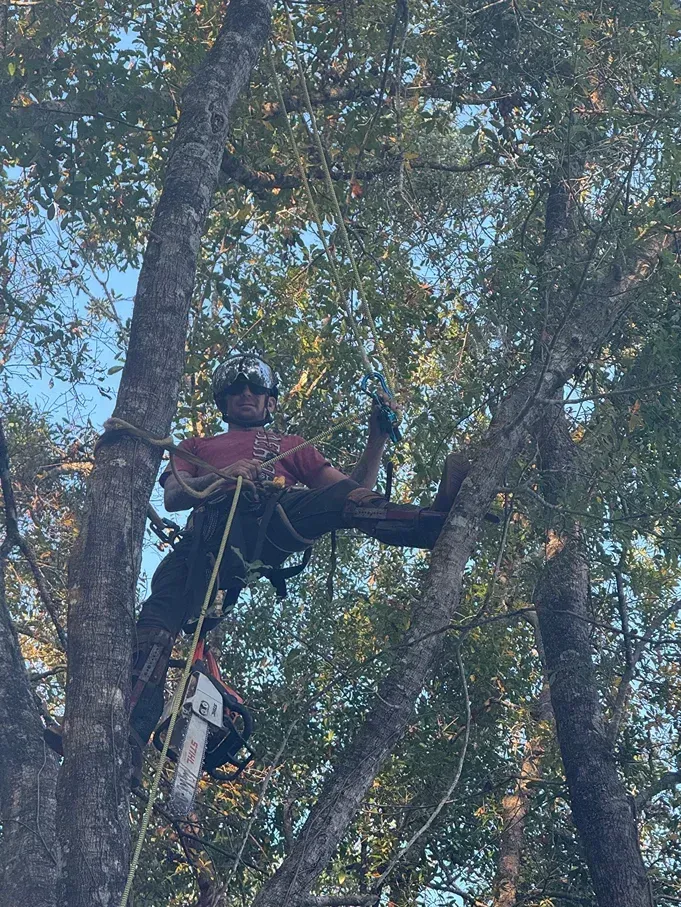 Tree climber using a chainsaw among tall trees in a wooded area