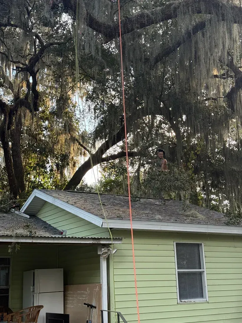 Small light-green house under large hanging moss-covered trees, with a red pole in front.