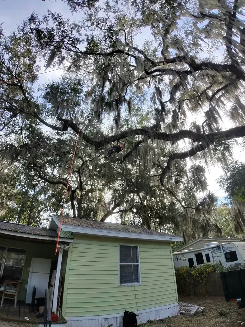 Small light-green shed with a window under a large oak tree in a yard