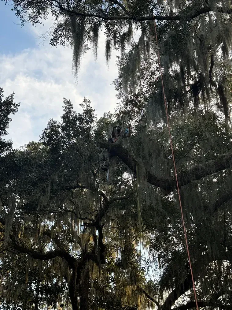 Tall trees with hanging moss against a cloudy sky in a wooded area