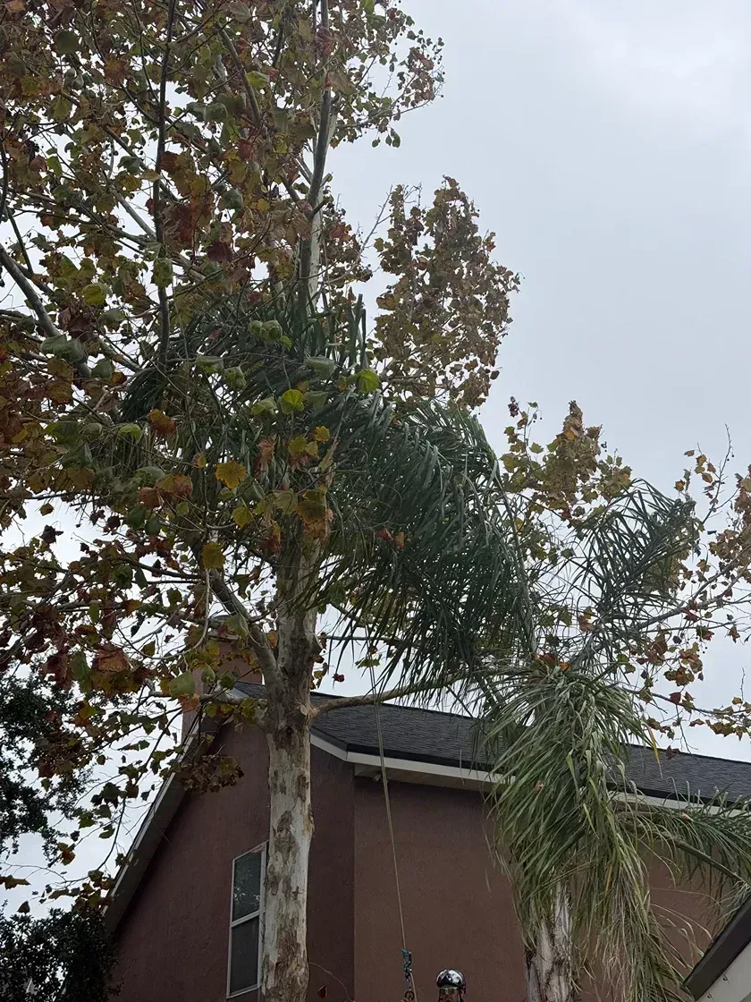 Tall tree beside a brown house under a cloudy sky