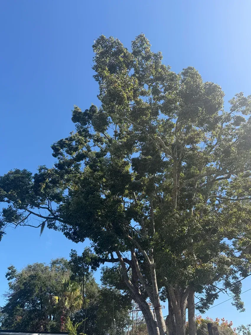 Tall green tree canopy against a clear blue sky, with sunlight filtering through the leaves.
