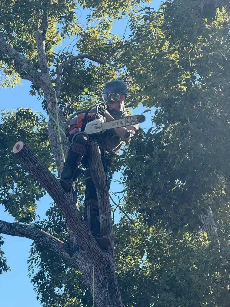 Worker in a blue helmet trims a tree branch with a chainsaw among leafy branches.