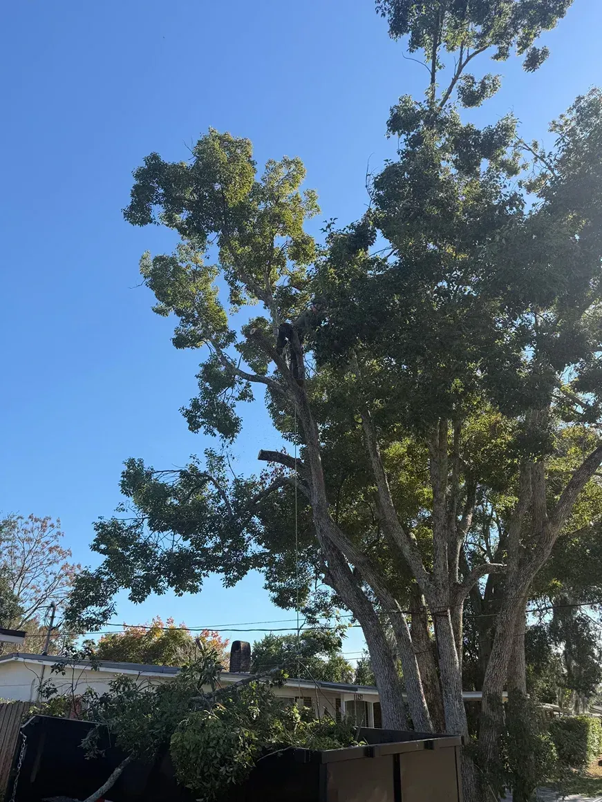 Tall leafy trees against a bright blue sky in a backyard or park setting