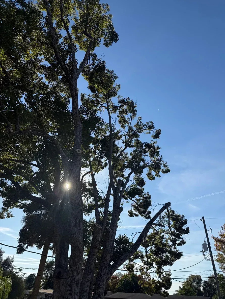 Sunlight through tall trees against a clear blue sky, with power lines in the background.