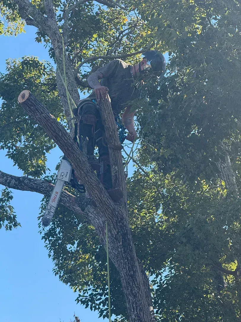 Person climbing a tall tree with a harness, against a bright blue sky