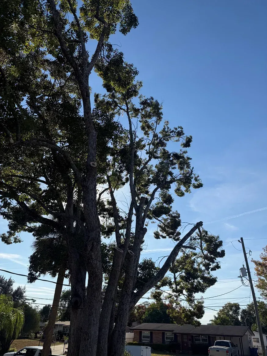 Tall trees beside a house under a clear blue sky on a sunny day