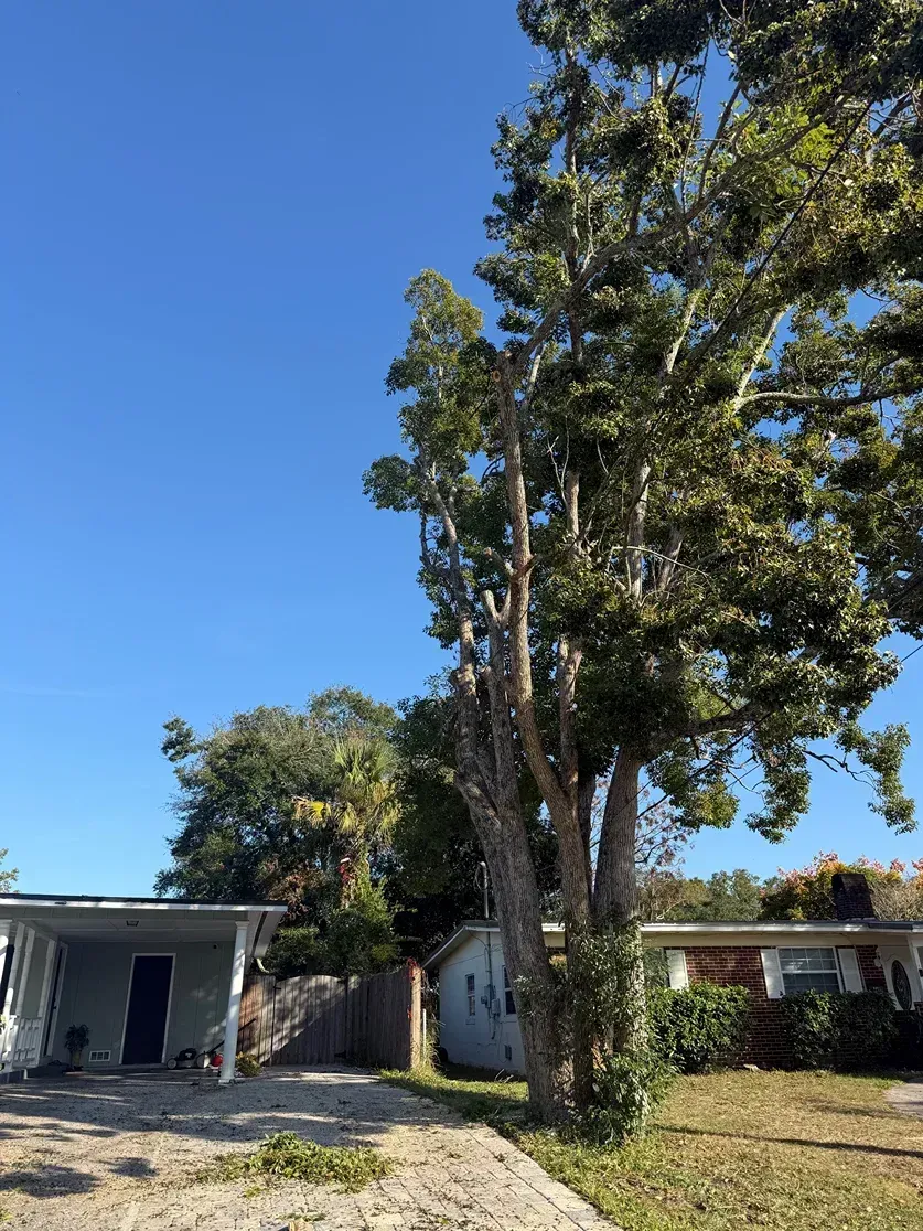 Tall trees in a sunny yard with small buildings under a clear blue sky