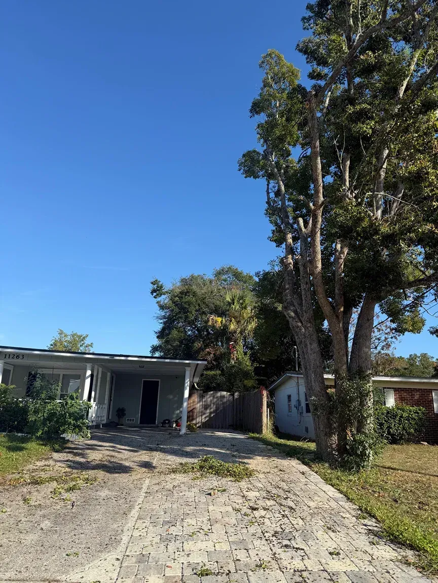 Rural driveway leading to a small house, with tall trees and a clear blue sky.