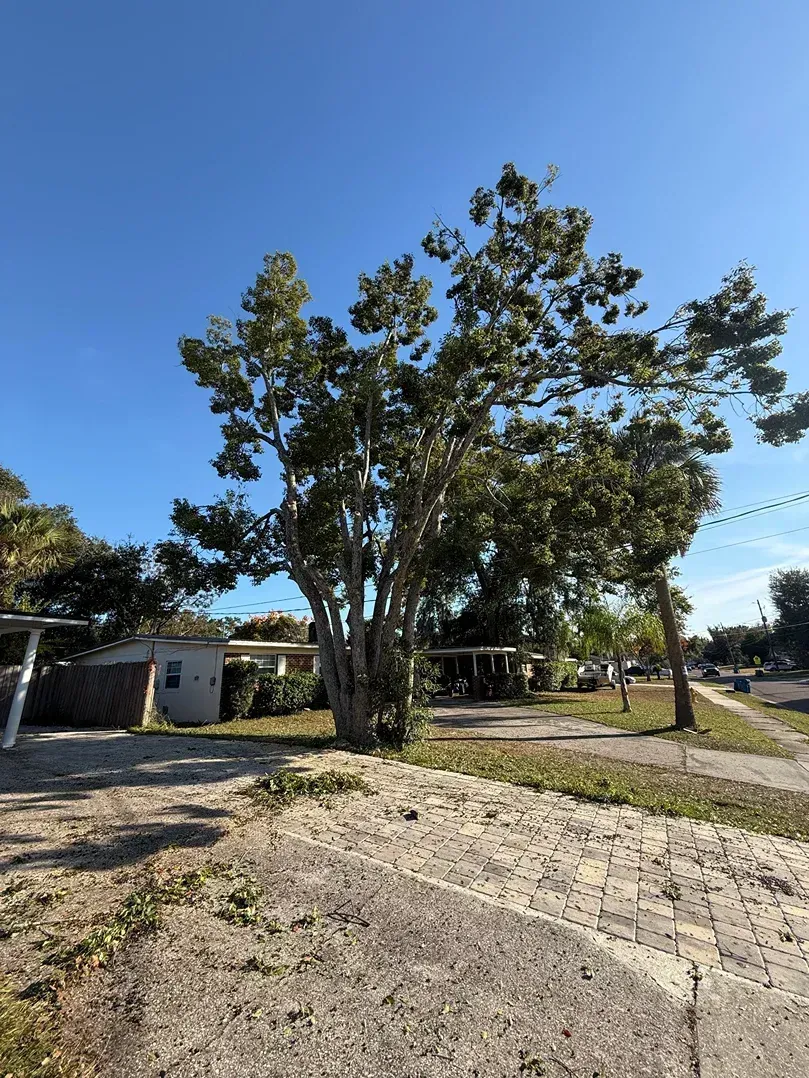 Dirt road beside tall trees and a small house under a clear blue sky