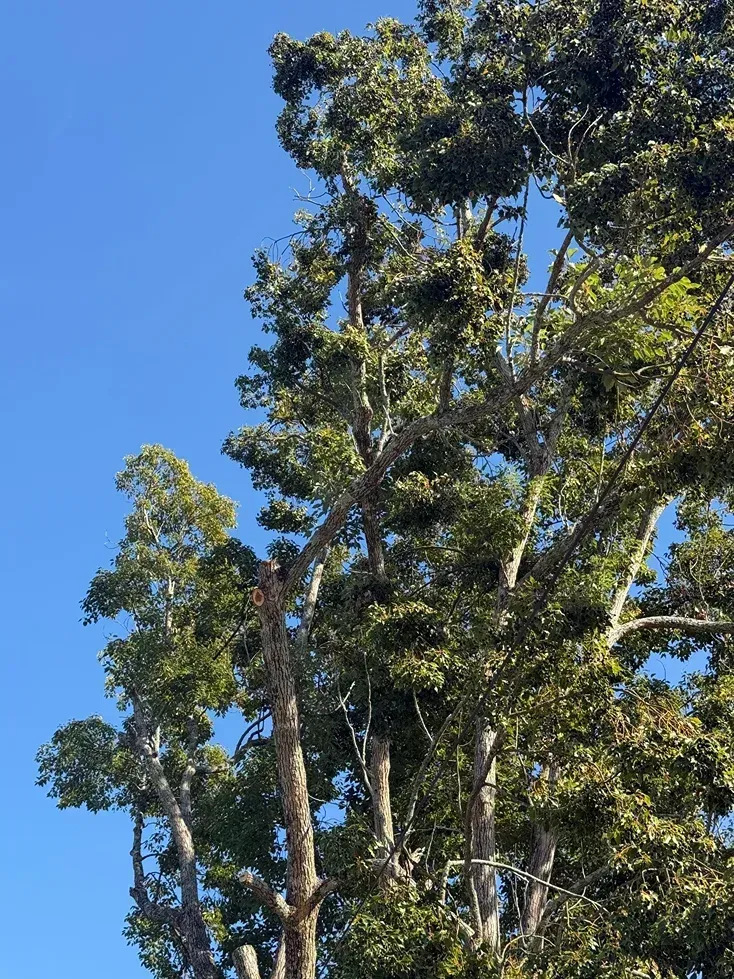Tall green trees against a clear blue sky