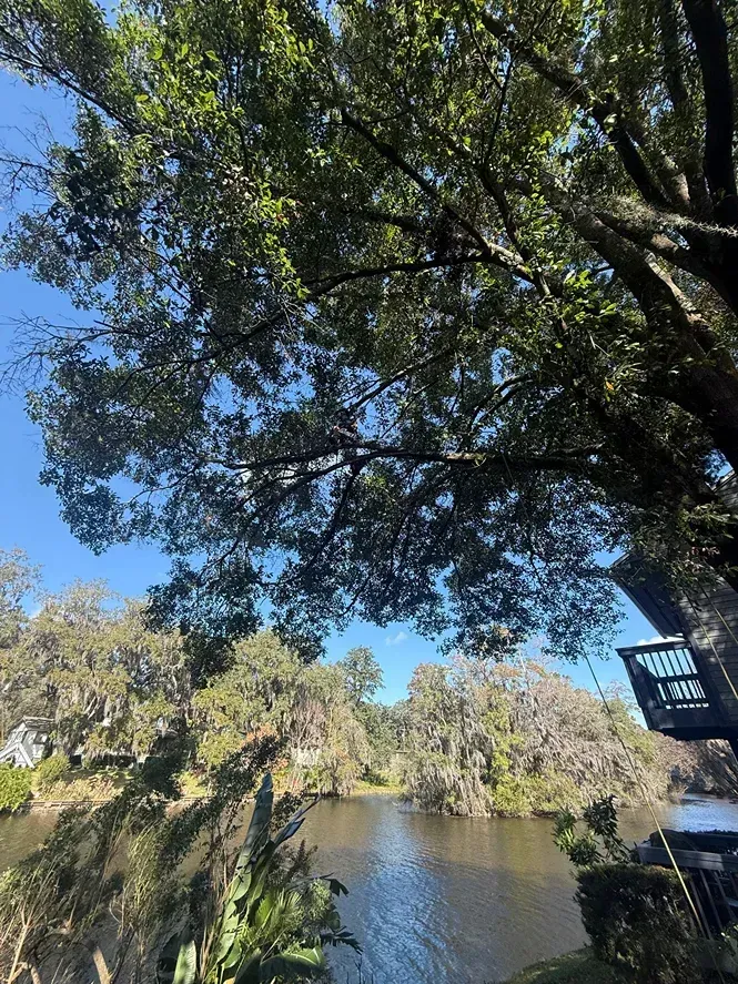 Shaded riverside view with trees over calm water and a blue sky